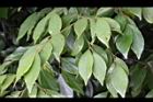 香葉樹-葉18.JPG