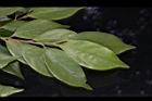 香葉樹-葉21.JPG