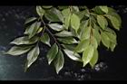 香葉樹-葉23.JPG