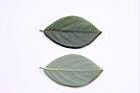 香葉樹-葉29.JPG