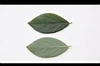 香葉樹-葉30.JPG