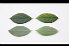 香葉樹-葉31.JPG