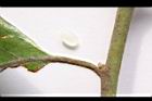 香葉樹-葉柄2.JPG