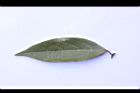 香葉樹-葉正06.jpg