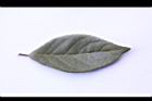 香葉樹-葉正10.jpg