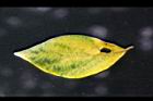香葉樹-葉正12.JPG