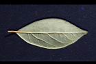 香葉樹-葉背01.JPG