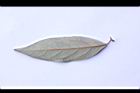 香葉樹-葉背04.jpg
