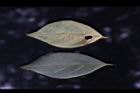 香葉樹-葉背16.JPG