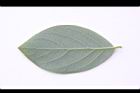 香葉樹-葉背23.JPG