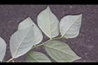 香葉樹-葉背32.JPG
