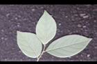 香葉樹-葉背34.JPG