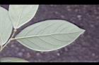 香葉樹-葉背35.JPG
