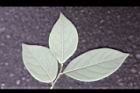 香葉樹-葉背36.JPG