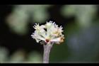 香葉樹-雄花00.JPG