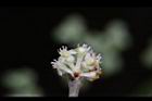 香葉樹-雄花01.JPG