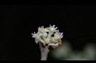 香葉樹-雄花02.JPG