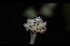 香葉樹-雄花03.JPG