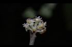 香葉樹-雄花04.JPG
