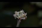 香葉樹-雄花06.JPG