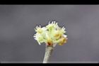 香葉樹-雄花07.JPG