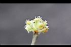 香葉樹-雄花08.JPG