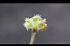 香葉樹-雄花09.JPG