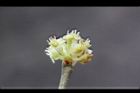 香葉樹-雄花10.JPG