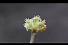香葉樹-雄花11.JPG