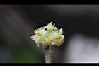 香葉樹-雄花12.JPG