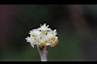 香葉樹-雄花13.JPG