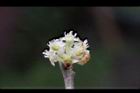 香葉樹-雄花15.JPG