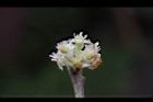 香葉樹-雄花16.JPG