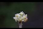 香葉樹-雄花17.JPG