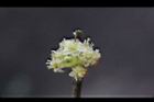 香葉樹-雄花18.JPG