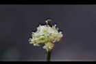 香葉樹-雄花19.JPG
