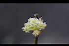 香葉樹-雄花20.JPG