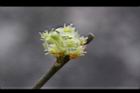 香葉樹-雄花21.JPG