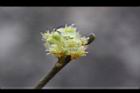 香葉樹-雄花22.JPG