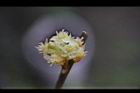 香葉樹-雄花23.JPG