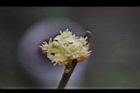 香葉樹-雄花24.JPG