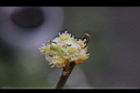 香葉樹-雄花25.JPG