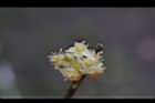 香葉樹-雄花27.JPG