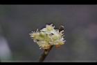 香葉樹-雄花28.JPG
