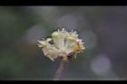 香葉樹-雄花30.JPG