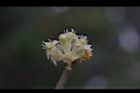 香葉樹-雄花31.JPG