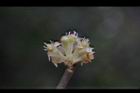 香葉樹-雄花32.JPG