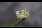 香葉樹-雄花33.JPG