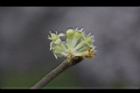 香葉樹-雄花34.JPG