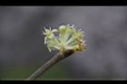 香葉樹-雄花35.JPG